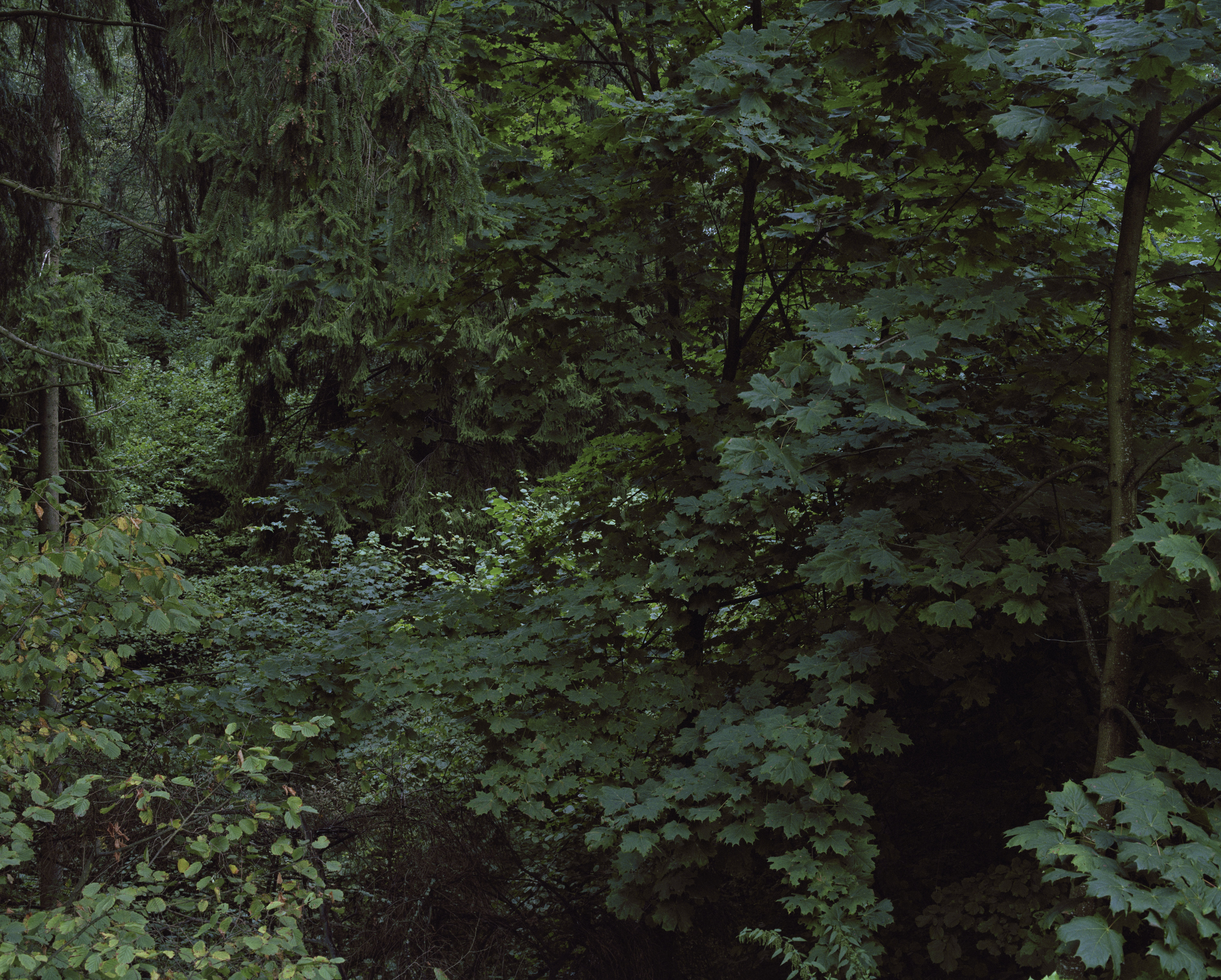 Indrė Šerpytytė, //Las VII// serii //1944–1991//, © Indrė Šerpytytė. Dzięki uprzejmości artystki