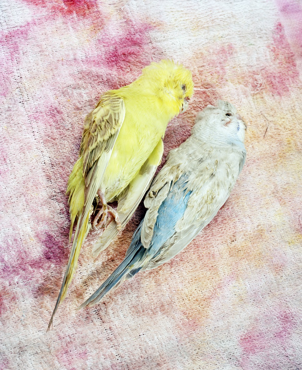 Max Pinckers, //Tota Maina// from the //Will They Sing Like Raindrops or Leave Me Thirsty// series © Max Pinckers