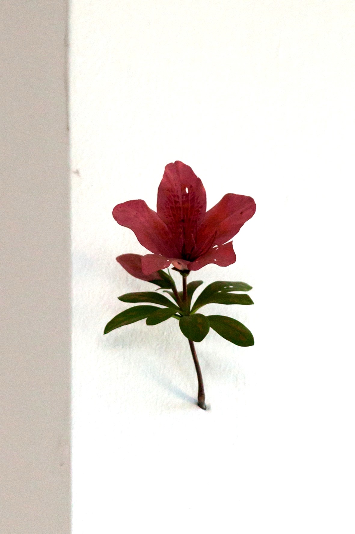 Yoshihiro Suda, //Azalia//, 2008, drewno polichromowane, Kolekcja MOCAK-u