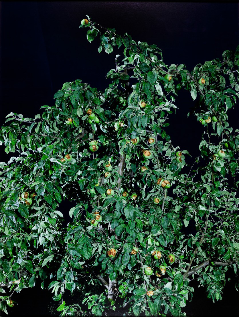Oskar Dawicki, //Drzewo wiadomości//, 2008, fotografia, 160 × 120 cm, Kolekcja MOCAK-u