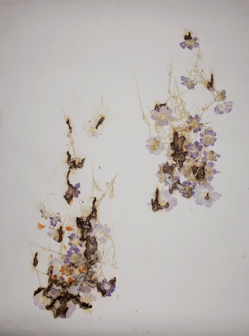 Akira Inumaru, //Ignis fatuus// (//Błędne ogniki//), 2013, kwiaty / papier, 109,5 x 79 cm, Kolekcja MOCAK-u, fot. R. Sosin