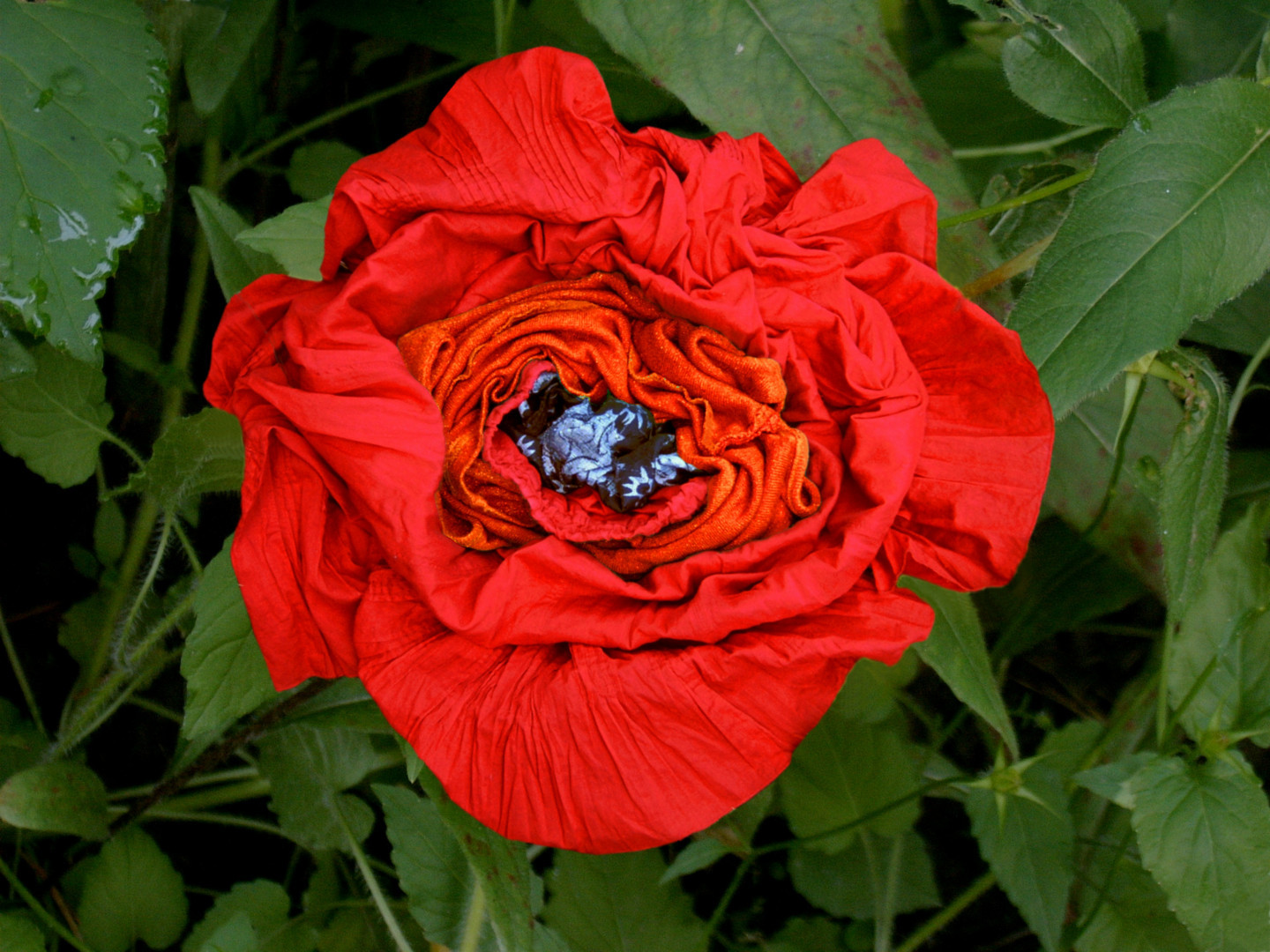Małgorzata Markiewicz, //Kwiaty//, 2004–2007, lightbox, Kolekcja MOCAK-u