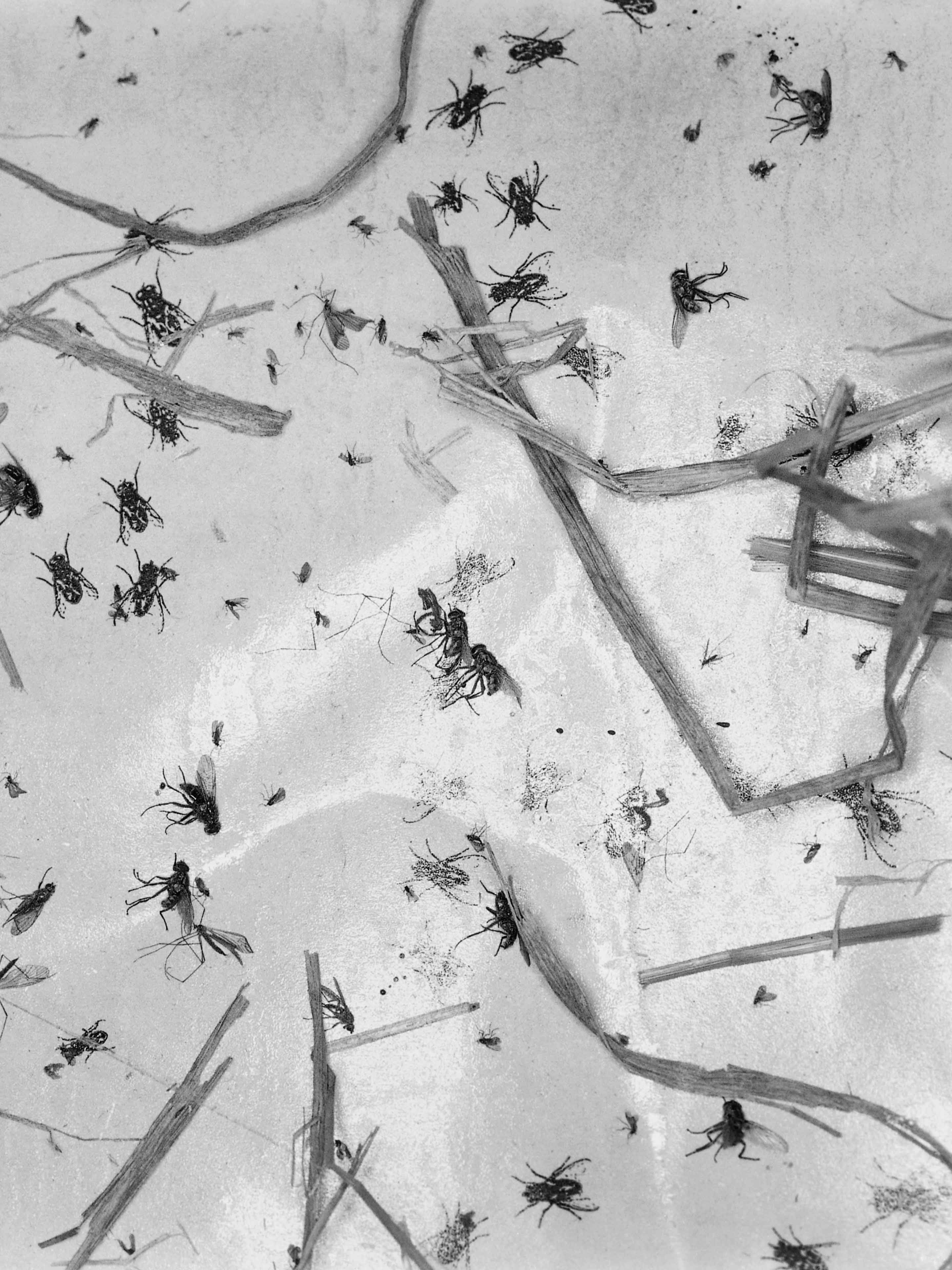 Michael Schmidt, bez tytułu, z cyklu //LEBENSMITTEL//, 2006–2010, gelatin silver print, 56,1 × 40,7 cm, courtesy Galerie Nordenhake, Berlin/Sztokholm, © Stiftung für Fotografie und Medienkunst mit Archiv Michael Schmidt