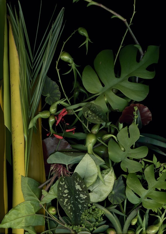 Luzia Simons, //Ogród 11// [Jardim 11], 2014, skanogram, courtesy L. Simions, Galerie Andreas Binder