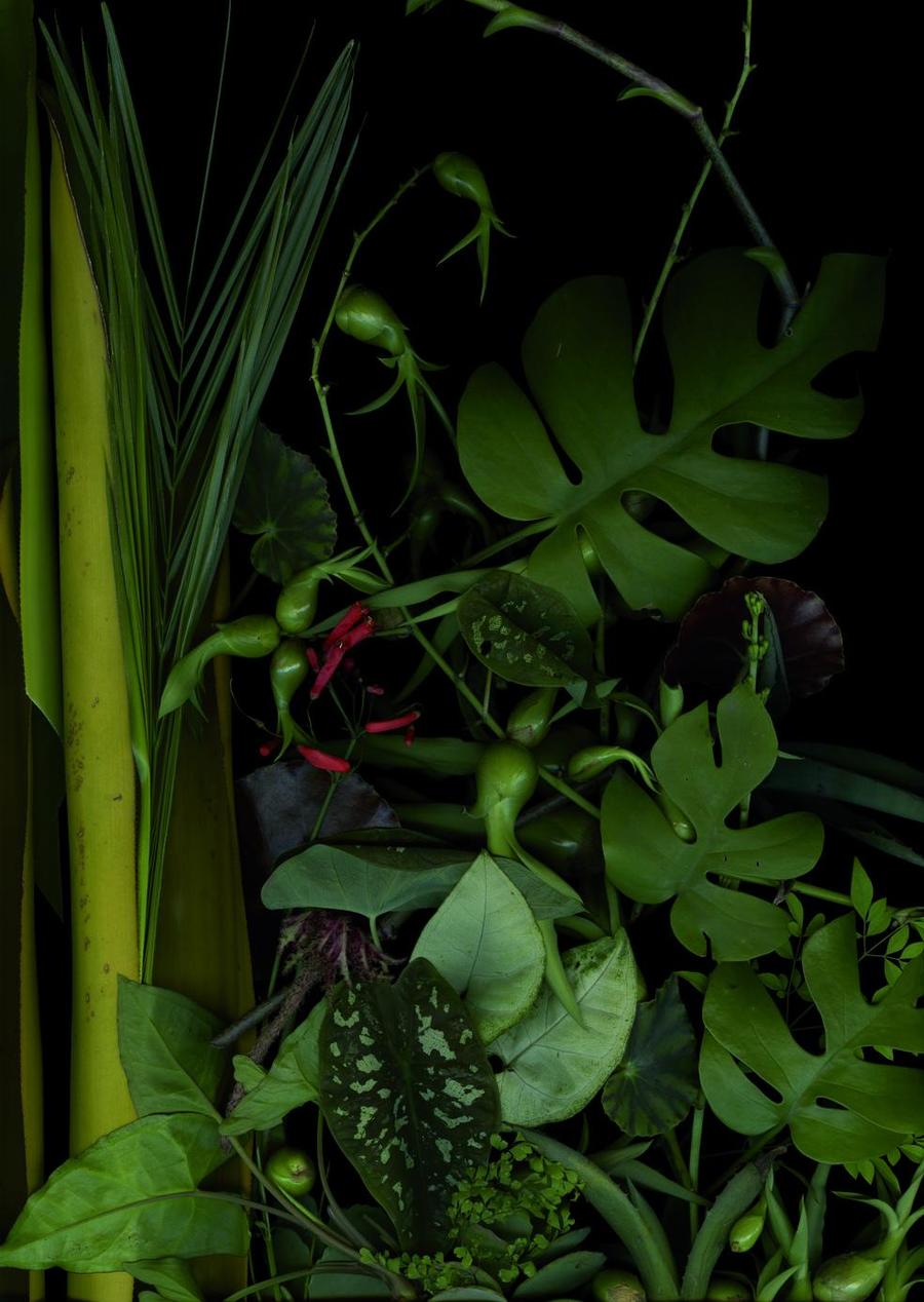 Luzia Simons, //Garden 11// [Jardim 11], 2014, scannogram, courtesy of L. Simions, Galerie Andreas Binder