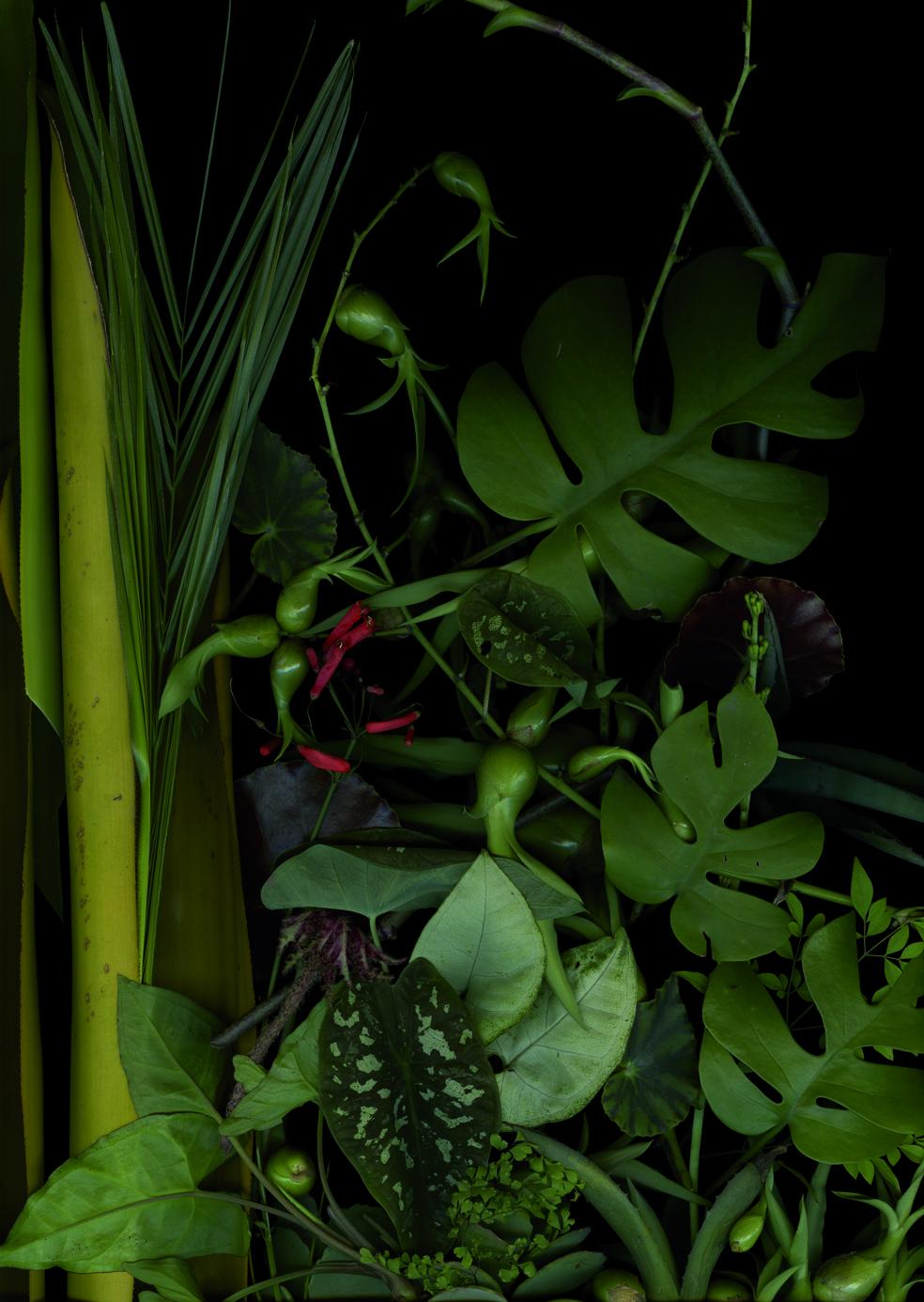 Luzia Simons, //Garden 11// [Jardim 11], 2014, scannogram, courtesy of L. Simions, Galerie Andreas Binder