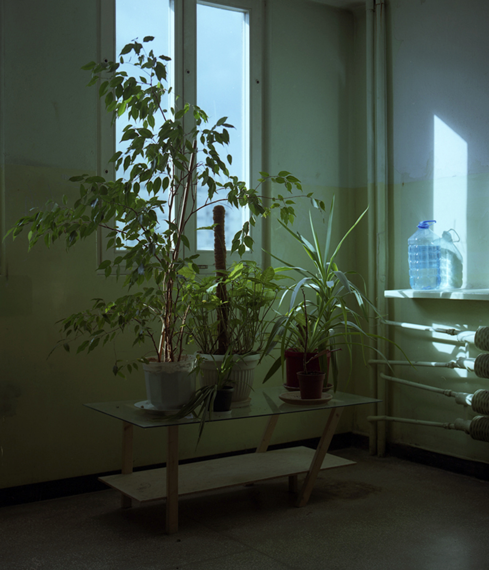 Magdalena Łazarczyk, z cyklu //Kwiaty//, 2012, fotografia